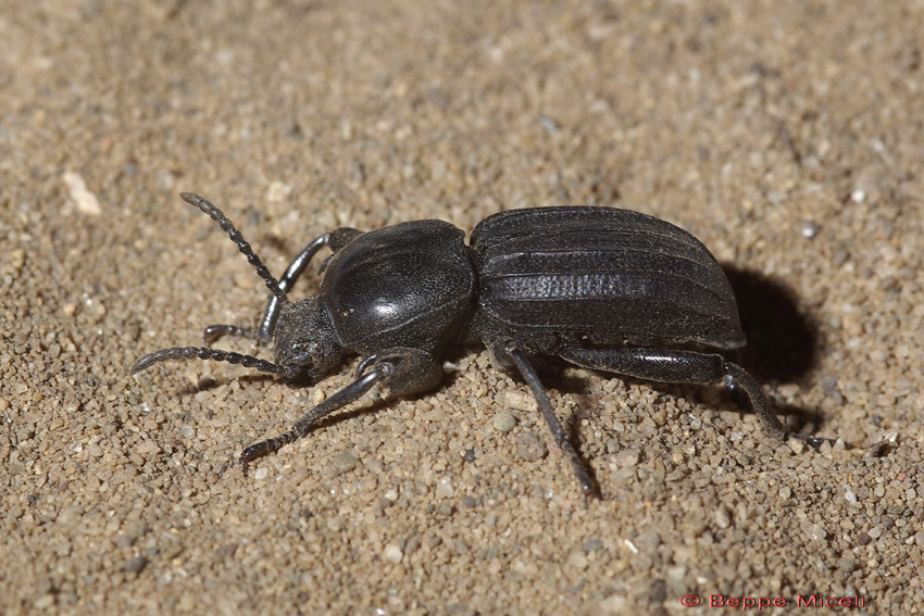 Scaurus striatus